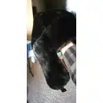 russian army fur hat photo review