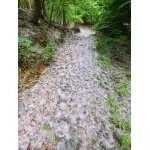 Lightweight Training Boots Faux Suede Army green photo review