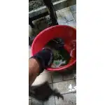 Army Black waterproof socks photo review